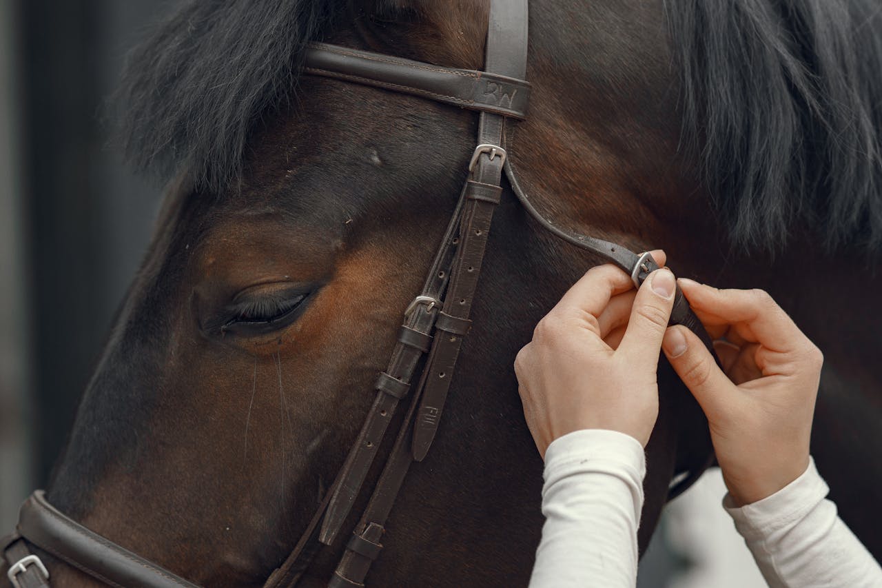 Detailed shot of hands adjusting a horse bridle, showcasing equestrian care.